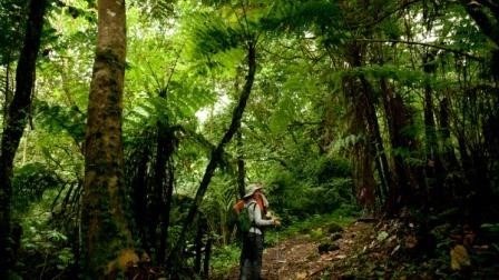 Vegetation sur le Mont Cameroun