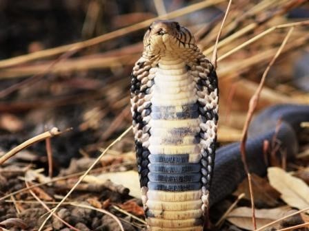 Cobra à Bouba Djida