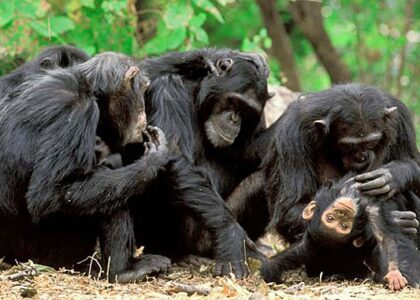 L’île aux chimpanzés de Pongo, le travail remarquable des volontaires pour protéger les chimpanzés