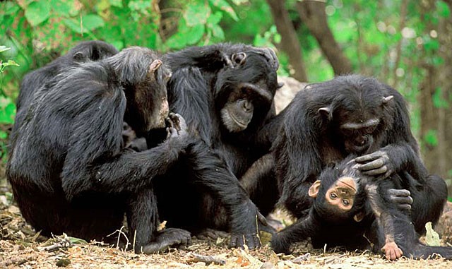 L’île aux chimpanzés de Pongo, le travail remarquable des volontaires pour protéger les chimpanzés