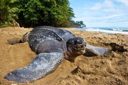 Tortue à Ebodjé