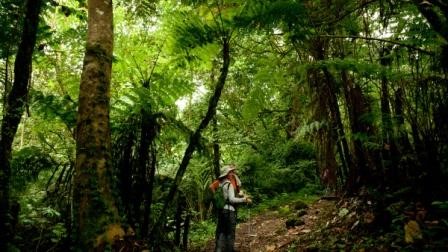 Forêt tropicale dense sentier ascension Mont Cameroun Buea