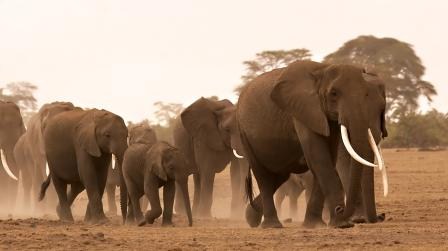 Éléphants de montagne lac cratère Parc National Mont Cameroun