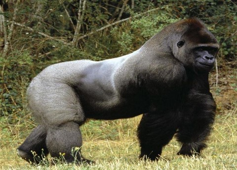 Safari Cameroun parc Waza animaux