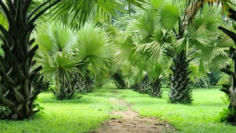 Jardin Botanique de Limbe