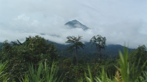 Trekking ascension Mont Cameroun randonnée 4095m Buea Cameroun