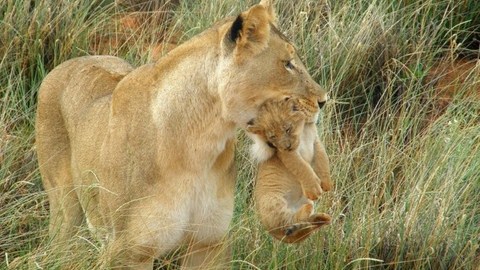 Safari Cameroun parc Waza animaux