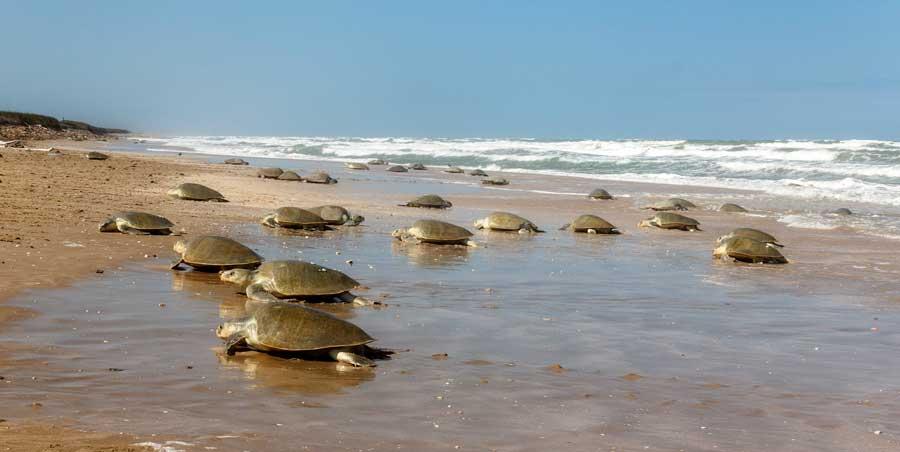 Tortues marines ponte plage Ebodjé écotourisme Sud Cameroun