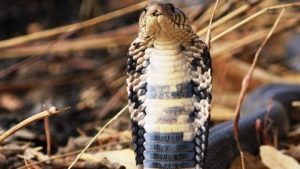 parc national Waza Cameroun