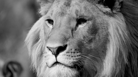 lion savane cameroun parc bouba ndjida