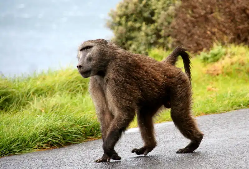Cynocéphales colonie singes centre primates Limbé Cameroun