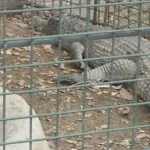 Caïman reptile centre zoologique Limbé Cameroun