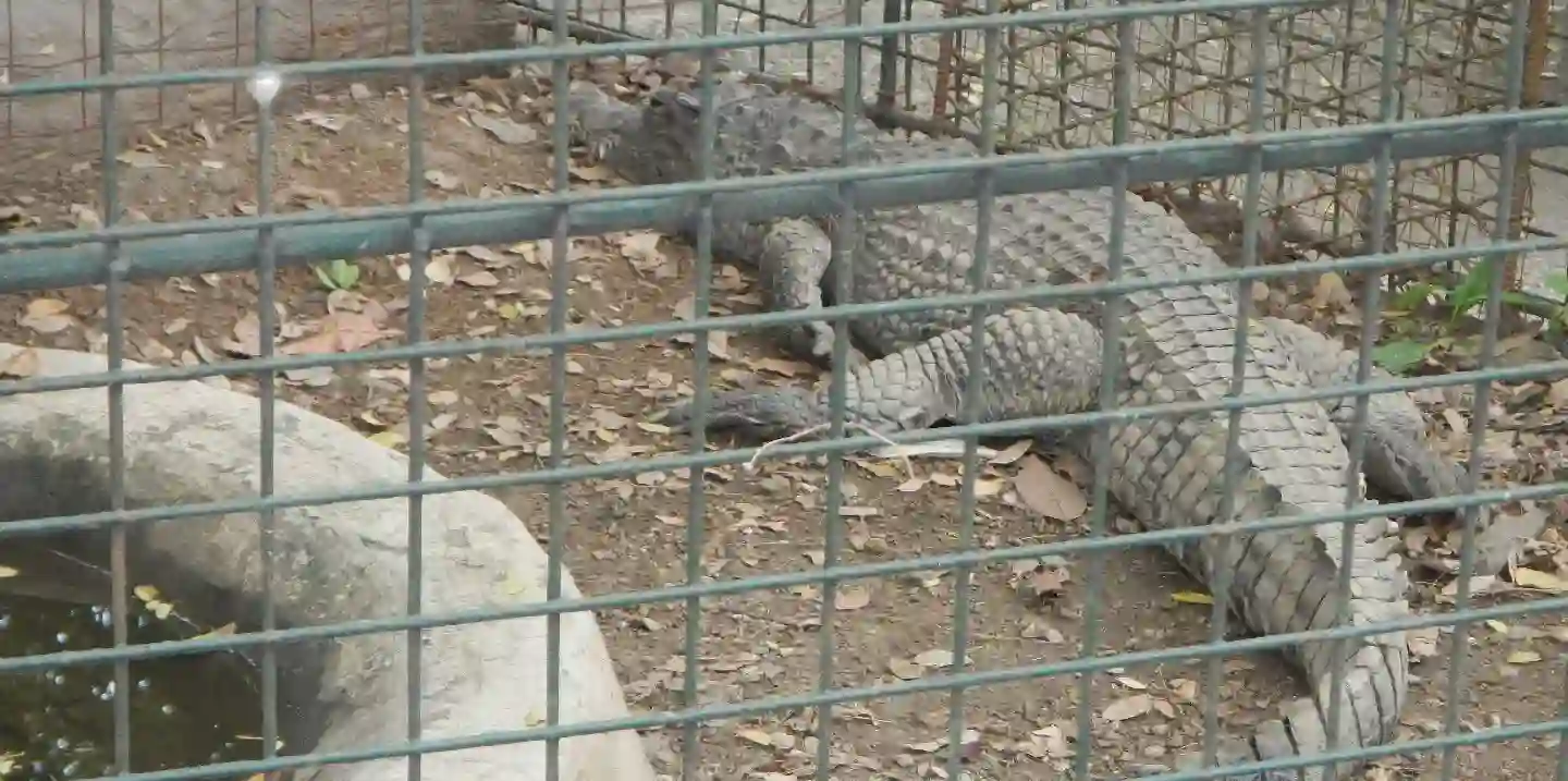 Caïman reptile centre zoologique Limbé Cameroun