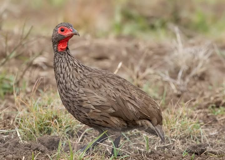 Francolin du Mont Cameroun oiseau endémique Parc National