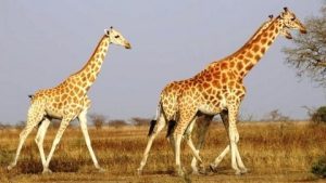 elephants bouba ndjida cameroun safari