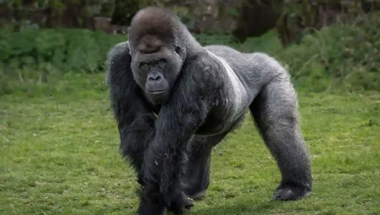 Gorille dos argenté centre protection primates Limbé Cameroun