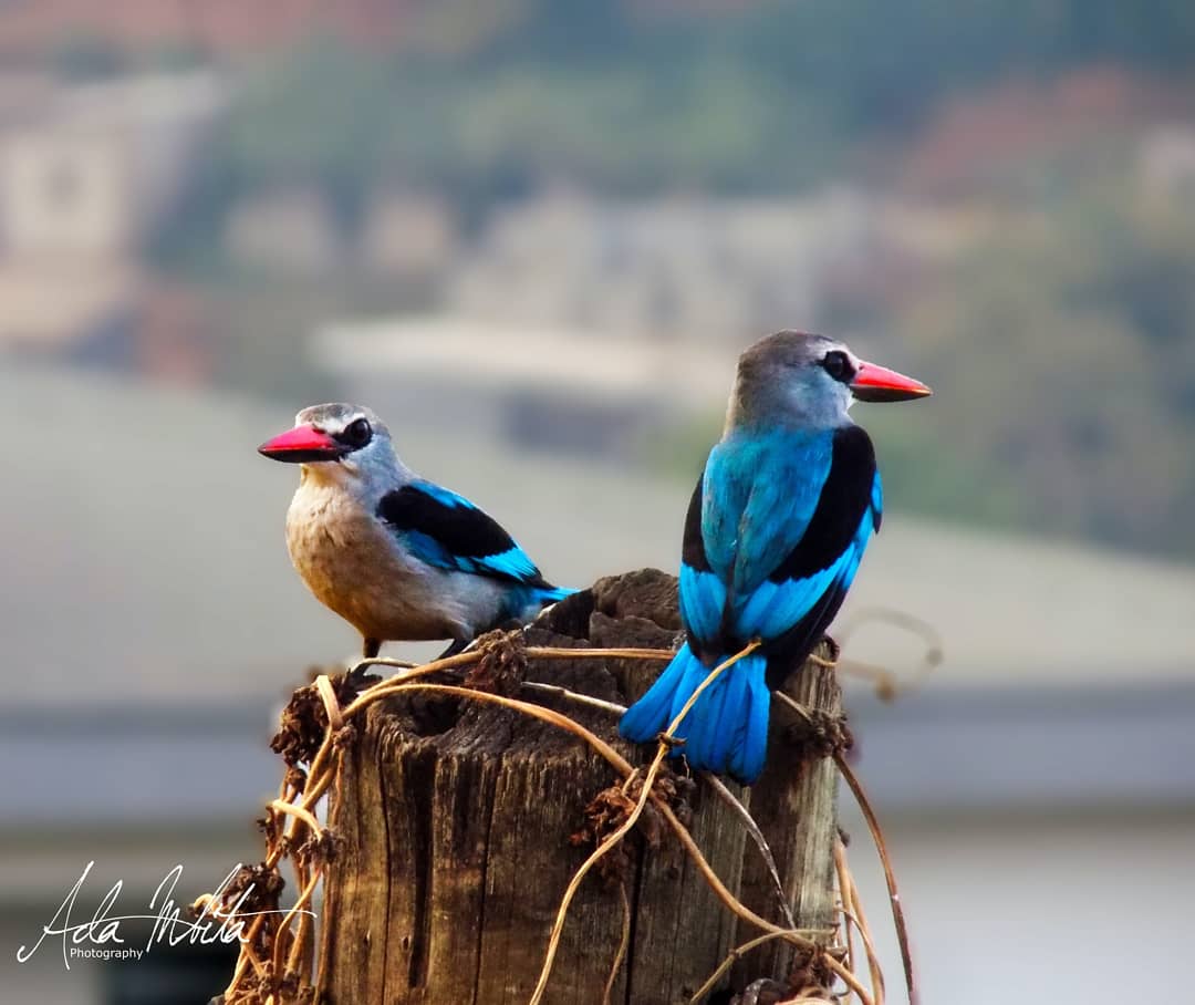 oiseaux mont cameroun