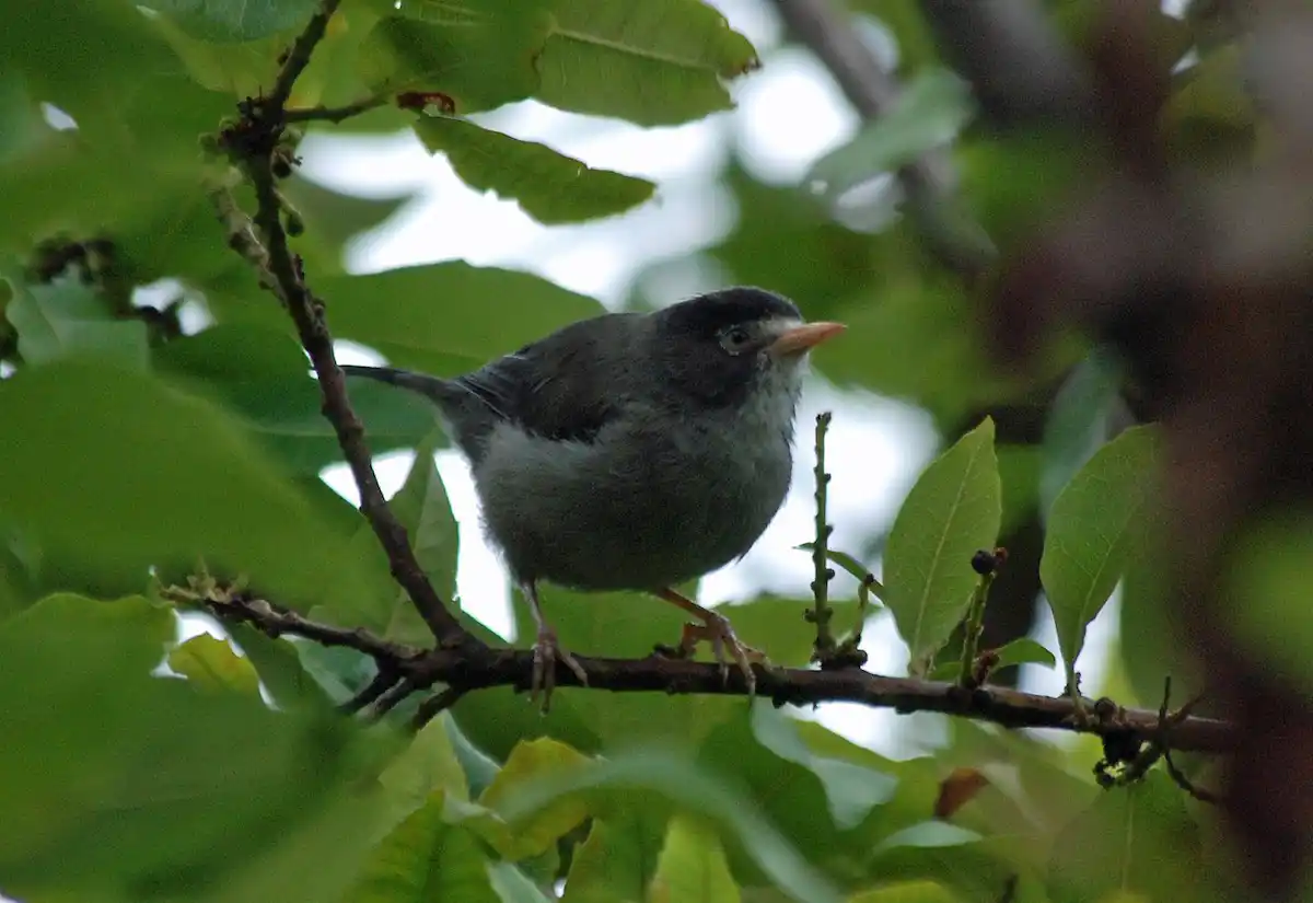 Mont cameroun ornithologie
