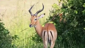 Parc National de la Benoue