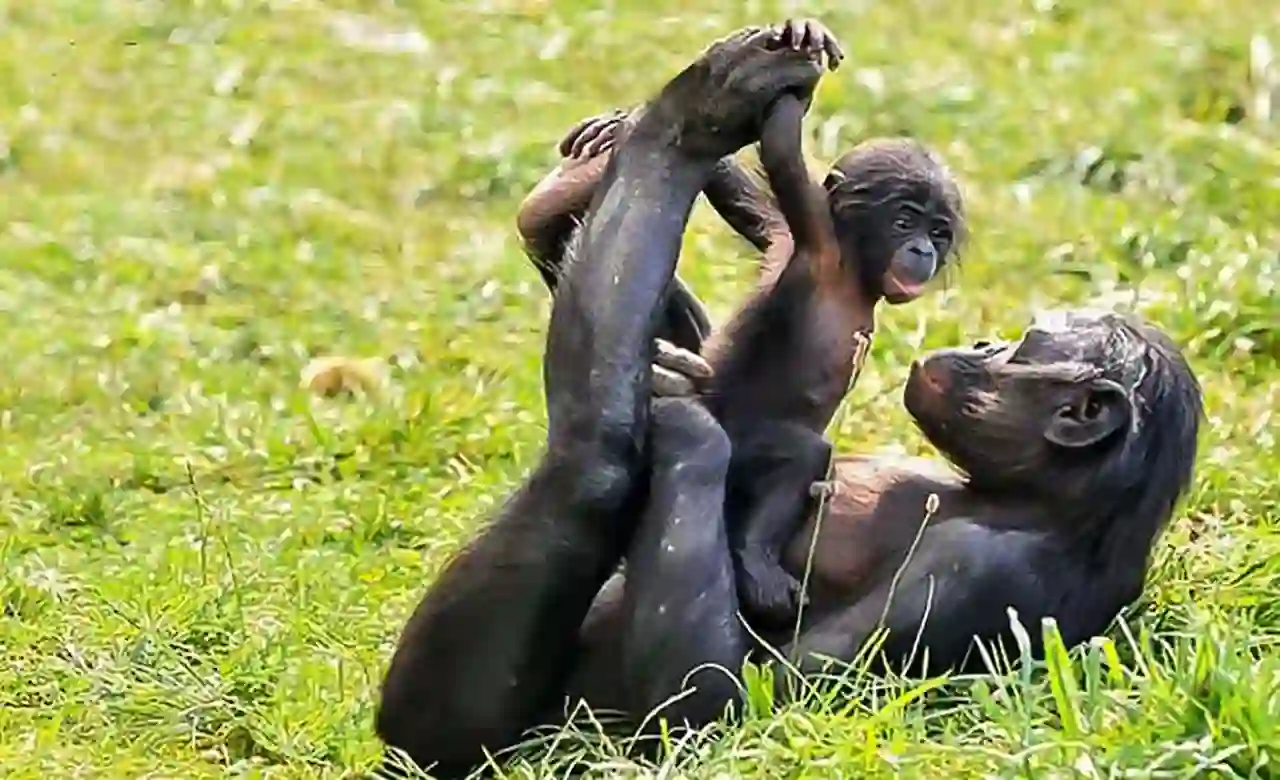 Chimpanzé sanctuaire île Pongo Kribi association Papaye France Cameroun