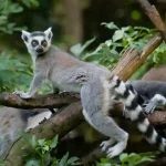 Lémuriens endémiques forêt Madagascar biodiversité unique