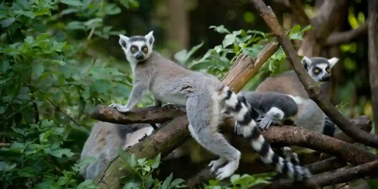 Lémuriens endémiques forêt Madagascar biodiversité unique