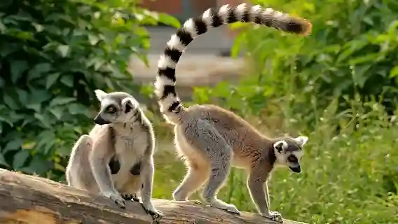 Lémuriens endémiques forêt Madagascar biodiversité unique