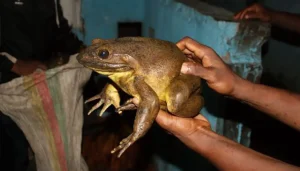 femelle grenouille goliath