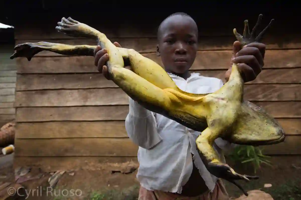Grenouille Goliath Conraua goliath plus grande grenouille monde Cameroun
