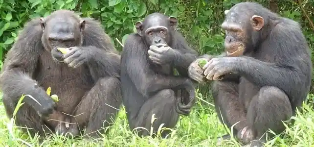 Chimpanzé sanctuaire île Pongo Kribi association Papaye France Cameroun