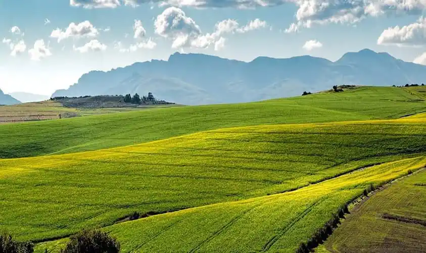 Plantations thé Djuttitsa montagnes Dschang Menoua Ouest Cameroun