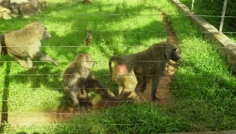Parc zoologique Mvog-Betsi gorille Yaoundé Cameroun